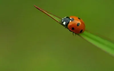 Algunos bichos buenos
