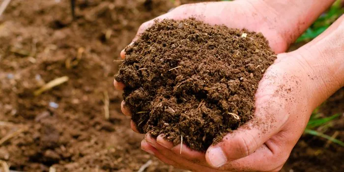 Un buen compost para el huerto urbano