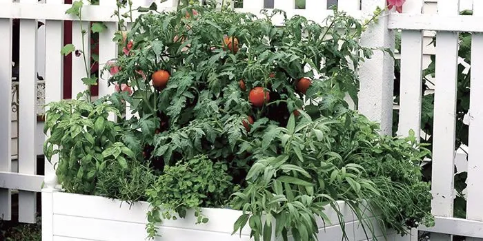 Cultivar tomate en casa