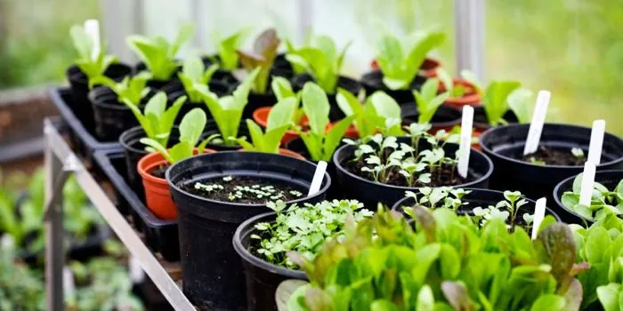Cultivos ecológicos: más sanos y sabrosos