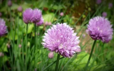 Diez razones para cultivar cebollino