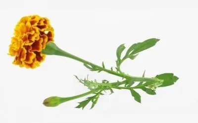 Los Tagetes: un gran descubrimiento