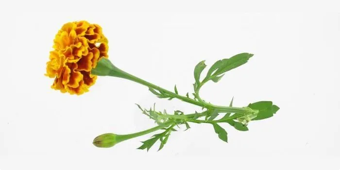 Los Tagetes: un gran descubrimiento
