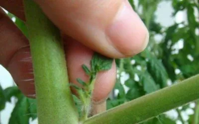 La poda de las tomateras