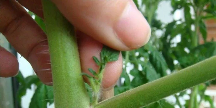 La poda de las tomateras